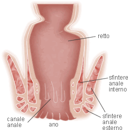 Schema del canale anale